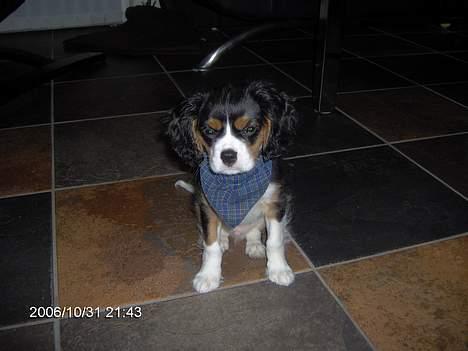 Cavalier king charles spaniel Ricky billede 7