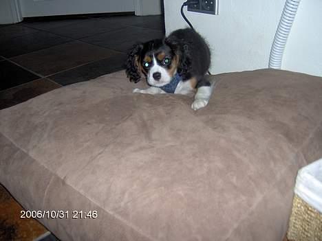 Cavalier king charles spaniel Ricky - Rrrrh.. billede 8