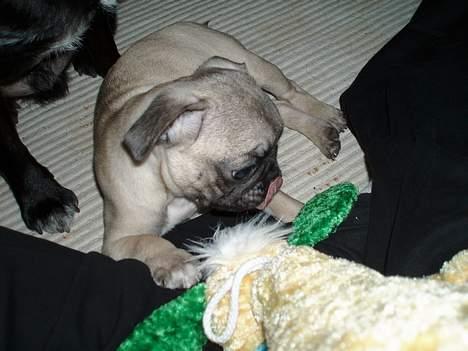 Mops Haley - se men flotte tunge billede 12