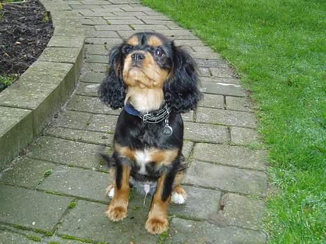 Cavalier king charles spaniel Chili billede 12