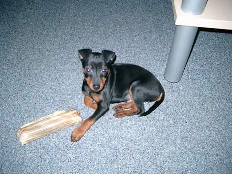 Dvaergpinscher Wiggo - Ha ha så er det endelig lykkes at hugge min hunde-brors ben. billede 5