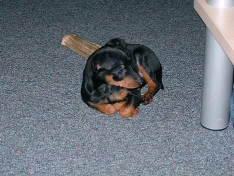 Dvaergpinscher Wiggo - Man bliver lidt træt af at tygge ben. billede 6