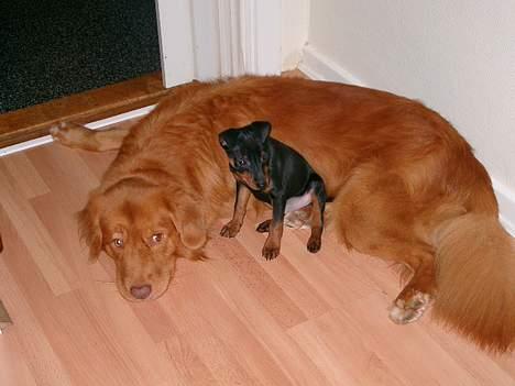 Dvaergpinscher Wiggo - Her er vi så, perlevennerne Xarco og Wiggo. billede 7