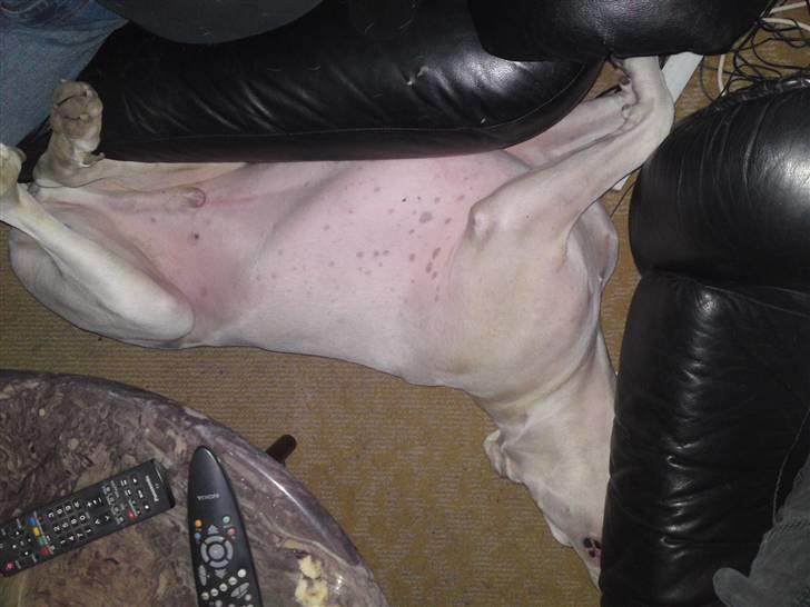 Dogo argentino Tyson - *NYT* Jeps. Smidt mellem 2 sofa´er. Af uforklarlige årsager ser de fleste billeder af Tyson sådan ud. En bunke smidt tilsynladende temmelig tilfældigt. billede 19