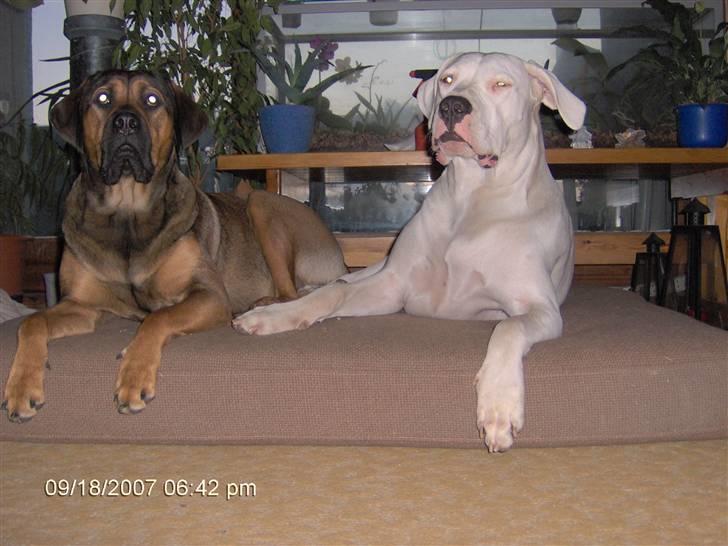 Dogo argentino Tyson - Tyson og han´s "søster" Stiff. billede 20