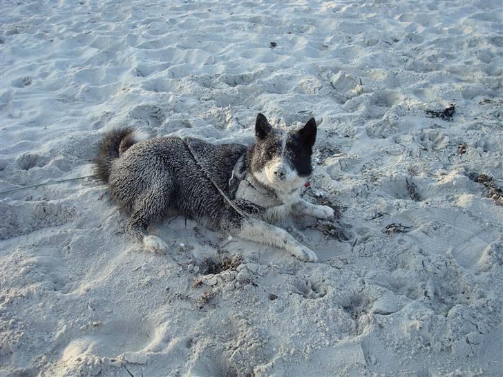 Karelsk bjørnehund Bipes Night's in white Satin *Liva* - Nogen der sagde camuflage billede 1