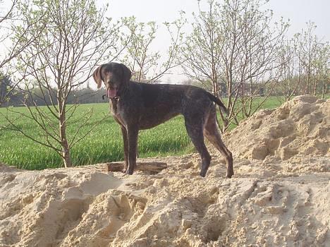 Korthåret hønsehund Nelly billede 20