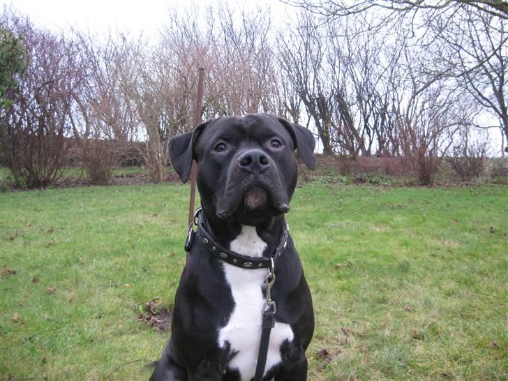 Amerikansk staffordshire terrier ZEUS - må jeg godt få den godbid nu.. billede 4