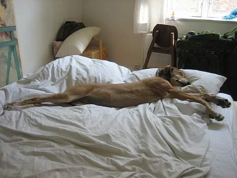 Saluki Nunu - Nunu flader ud på sengen! billede 1