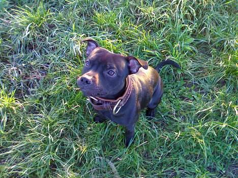 Staffordshire bull terrier Chico - oO Uhh Vil have fat i den bide pølse billede 15