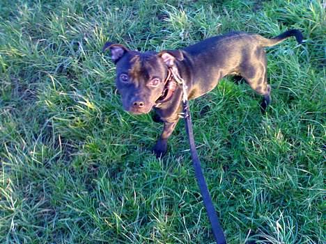 Staffordshire bull terrier Chico billede 16