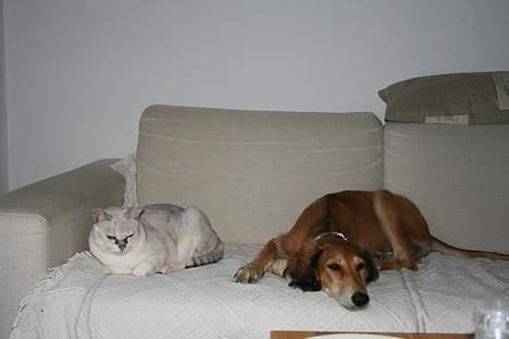 Saluki Nunu - Nunu og Niko på sofaen. billede 2