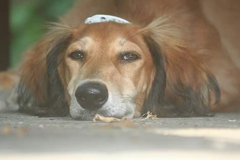 Saluki Nunu - Nunu på sommerferie 06 billede 3