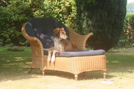 Saluki Nunu - Nunu 5 mdr gammel billede 4