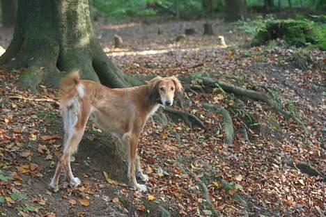 Saluki Nunu billede 5