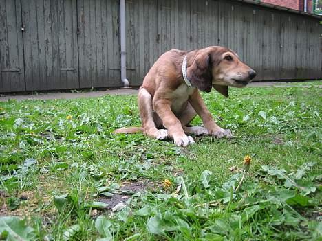 Saluki Nunu - Nunu 8 uger gammel billede 6