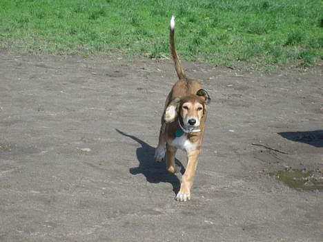 Saluki Nunu - Nunu´s første tur på Oksbjerget billede 7