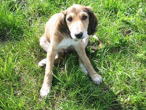 Saluki Nunu - Nunu et par uger efter vi havde fået hende billede 8