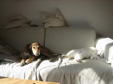 Saluki Nunu - Nunu og hendes kat Niko :-) billede 9