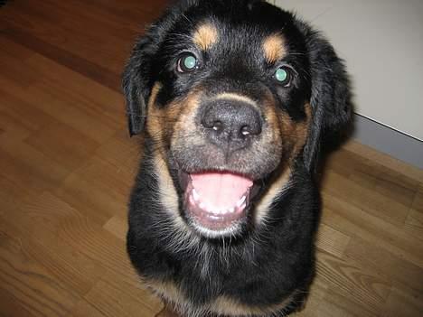 Blanding af racer Tarzan billede 1