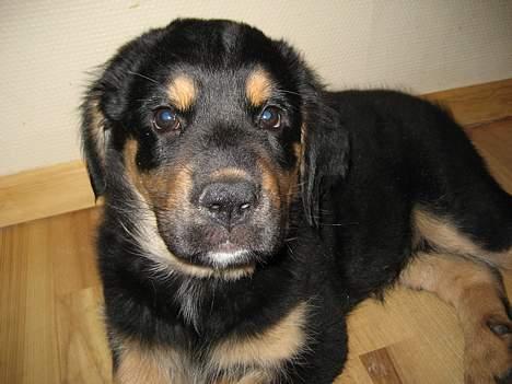 Blanding af racer Tarzan billede 2