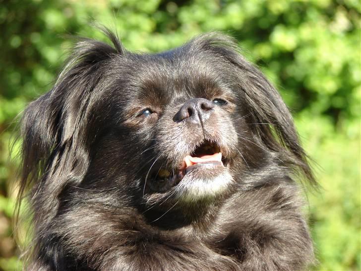 Blanding af racer Bella - marts 2008 . Foto: Sarah Waaben billede 1