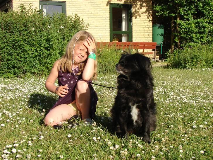 Blanding af racer Bella billede 2