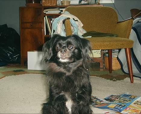 Blanding af racer Bella billede 3