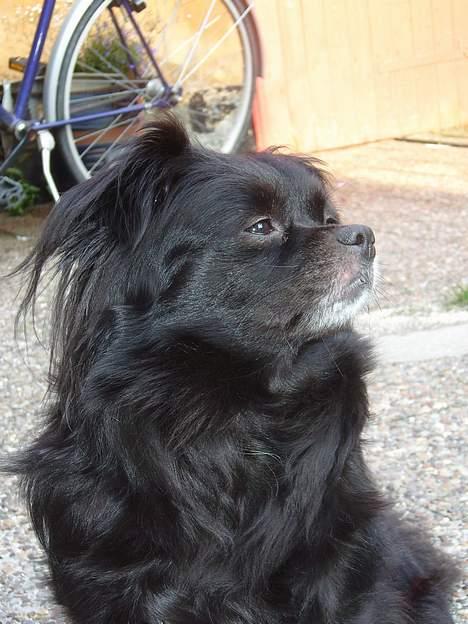 Blanding af racer Bella billede 4