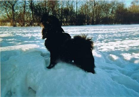 Blanding af racer Bella billede 5