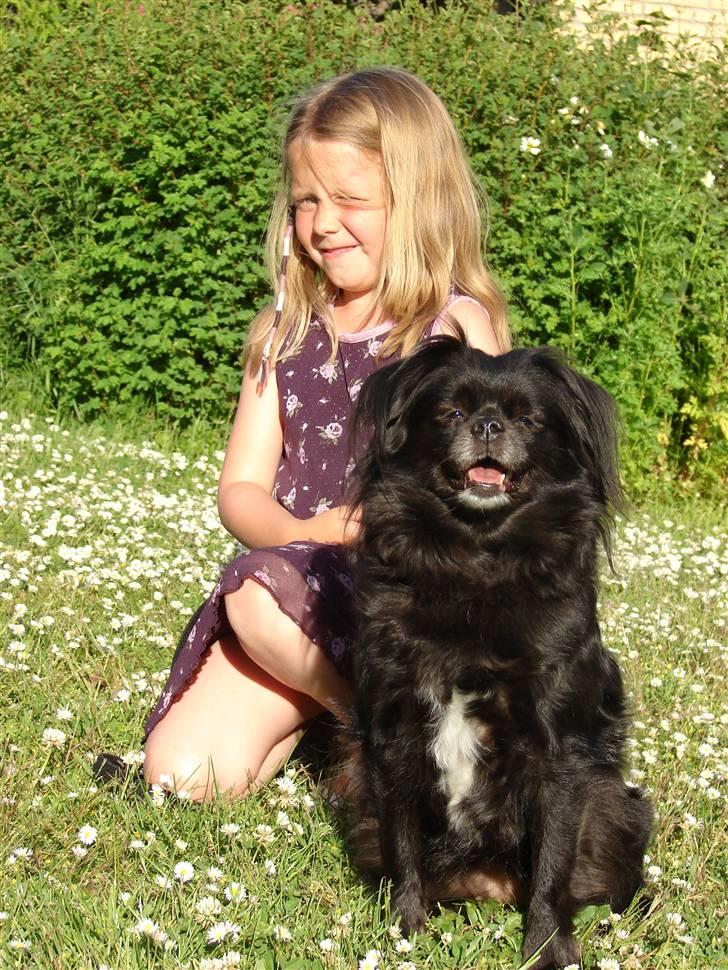 Blanding af racer Bella billede 6