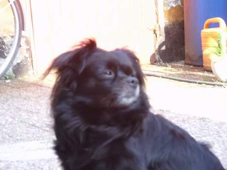 Blanding af racer Bella billede 7