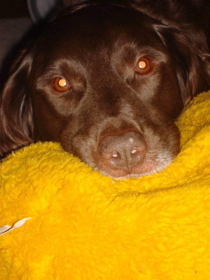 Blanding af racer Pinto - Velkommen til Pinto´s profil, Smid gerne en kommentarer elsker vi :) <**NYT**> billede 1