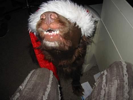 Blanding af racer Pinto - Julen 2006 billede 2