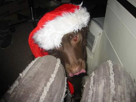 Blanding af racer Pinto - Julen 2006 billede 3