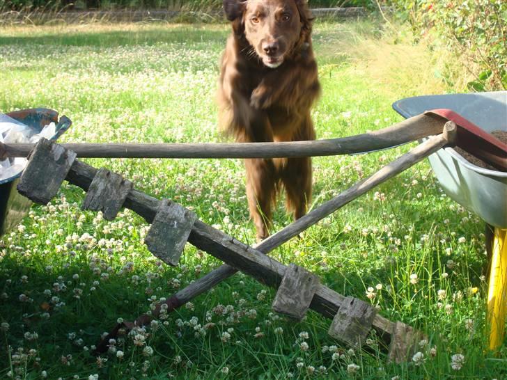 Blanding af racer Pinto - Jumper billede 4