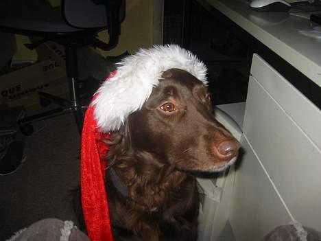 Blanding af racer Pinto - Jumper billede 5