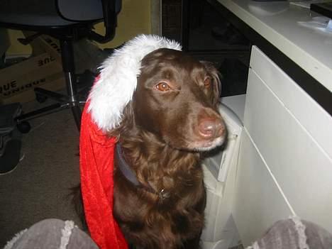 Blanding af racer Pinto - Julen 2006 billede 6