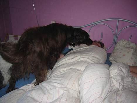 Blanding af racer Pinto - Faaar du skal oppppp......... billede 7