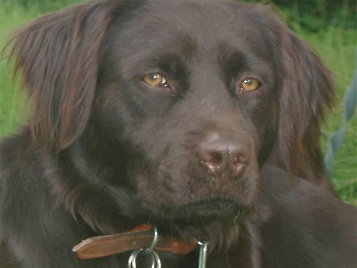 Blanding af racer Bailey - Sommerdag hjemme =D elsker den hund <3 <**NYT!!**> <**NYT!!**>  billede 1