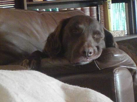 Blanding af racer Pinto - Godnat!!! =D billede 8