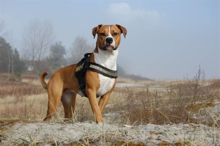 Blanding af racer Tulle - Tulle billede 1