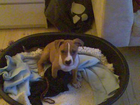 Blanding af racer Tulle billede 2