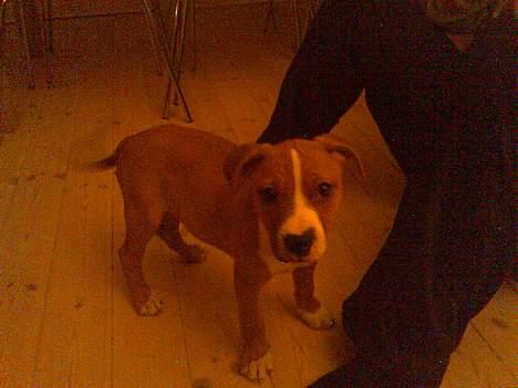 Blanding af racer Tulle billede 3