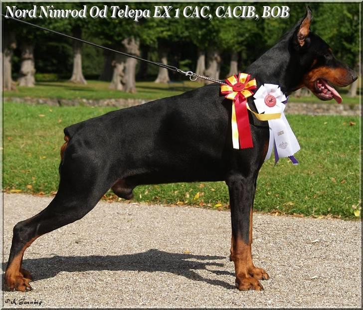 Dobermann Nord Nimrod Od Telepa (R.I.P.) - Zeus 6 år, og lige blevet BIR i Hillerød 2009 billede 9