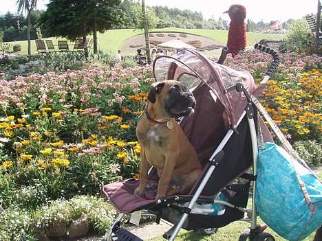 Boxer Equitta - Equittas hvalp, Freja, som er med os i Jesperhus blomsterpark. Feriebarnet ville ikke gå;O) billede 11