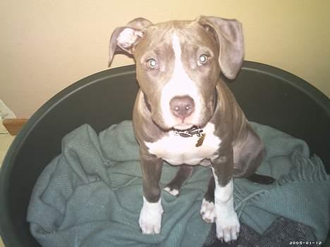 Amerikansk staffordshire terrier mishja - prøver virkelig at forstå hvad de laver med den der ting  billede 5