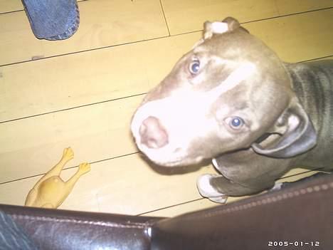 Amerikansk staffordshire terrier mishja - prøver at fedet mig op i sofaen  billede 6