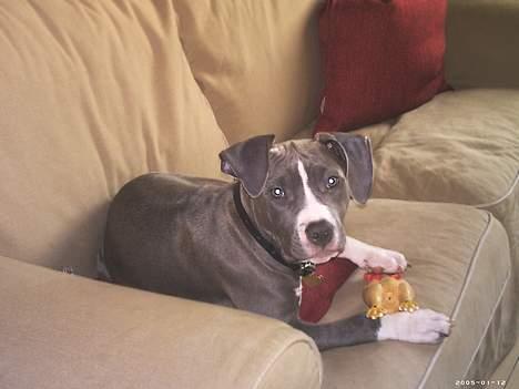 Amerikansk staffordshire terrier mishja - hej far ligger lige og prøver at æde den her dumme kylling  billede 7