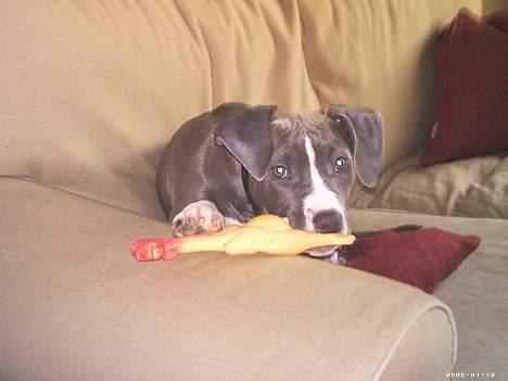 Amerikansk staffordshire terrier mishja - ups far må jeg godt være i sofaen pleassssssss billede 8